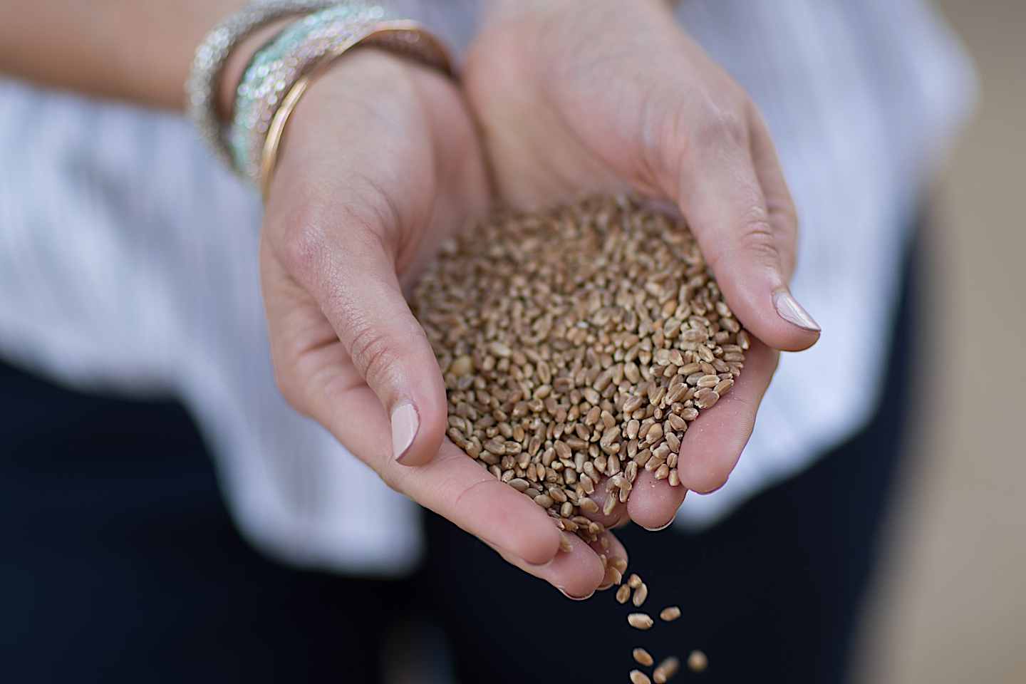 Woman's hands holding wheat seeds